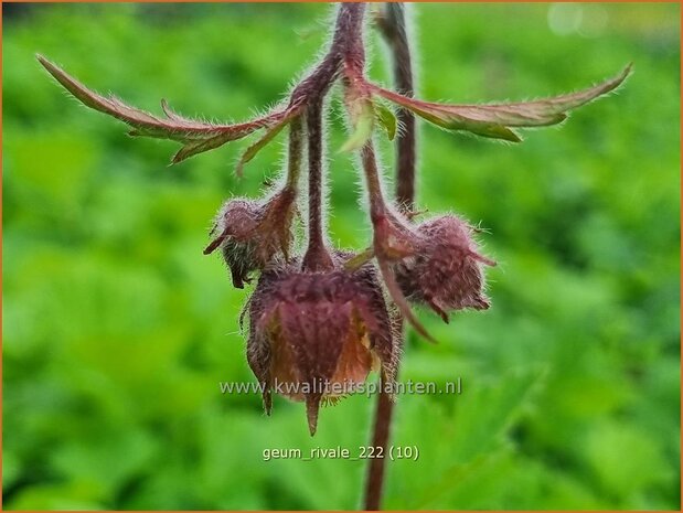 Geum rivale | Knikkend nagelkruid, Nagelkruid | Bach-Nelkenwurz | Water Avens