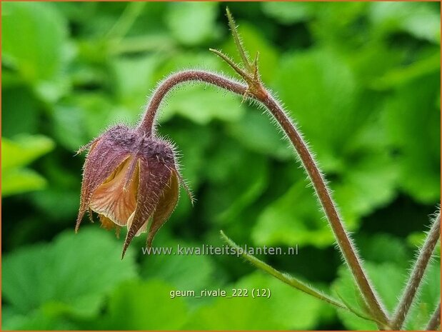 Geum rivale | Knikkend nagelkruid, Nagelkruid | Bach-Nelkenwurz | Water Avens