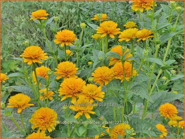 Heliopsis helianthoides 'Asahi' | Zonneoog | Gewöhnliches Sonnenauge | Rough Heliopsis