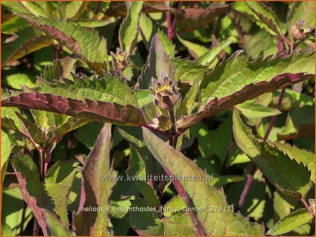 Heliopsis helianthoides 'Funky Spinner' | Zonneoog | Gew&ouml;hnliches Sonnenauge | Rough Heliopsis