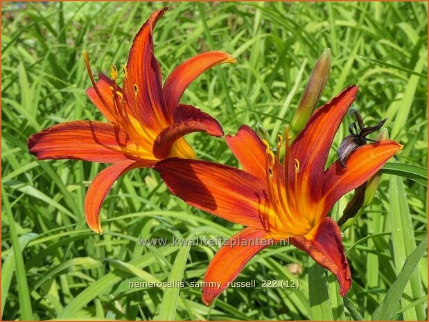 Hemerocallis 'Sammy Russell' | Daglelie | Taglilie | Day Lily