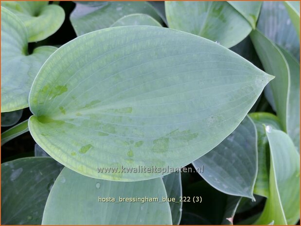 Hosta 'Bressingham Blue' | Hosta, Hartlelie, Funkia | Funkie | Hosta