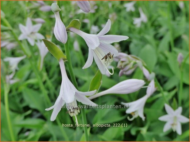 Hosta fortunei 'Albopicta' | Hosta, Hartlelie, Funkia | Funkie | Hosta