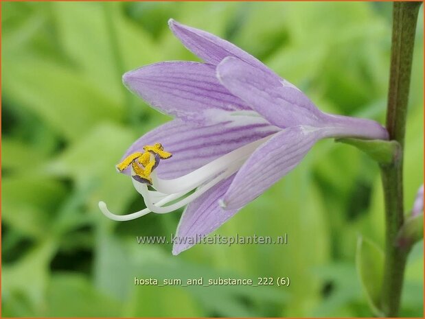 Hosta 'Sum and Substance' | Hosta, Hartlelie, Funkia | Funkie | Hosta