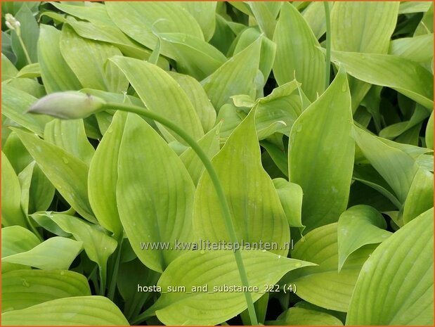 Hosta 'Sum and Substance' | Hosta, Hartlelie, Funkia | Funkie | Hosta