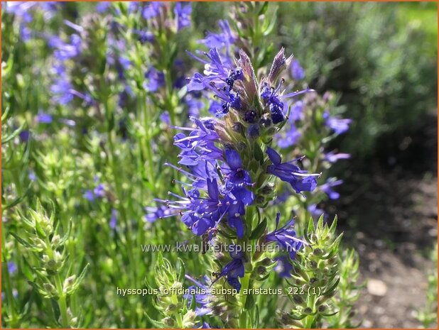 Hyssopus officinalis subsp. aristatus | Hysop | Grannen-Ysop | Rock Hyssop