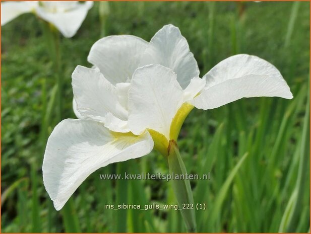 Iris sibirica 'Gull's Wing' | Siberische iris, Lis, Iris | Sibirische Schwertlilie | Siberian Iris