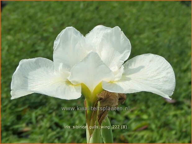 Iris sibirica 'Gull's Wing' | Siberische iris, Lis, Iris | Sibirische Schwertlilie | Siberian Iris