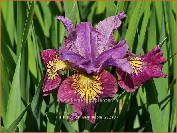 Iris sibirica 'Miss Apple' | Siberische iris, Lis, Iris | Sibirische Schwertlilie | Siberian Iris