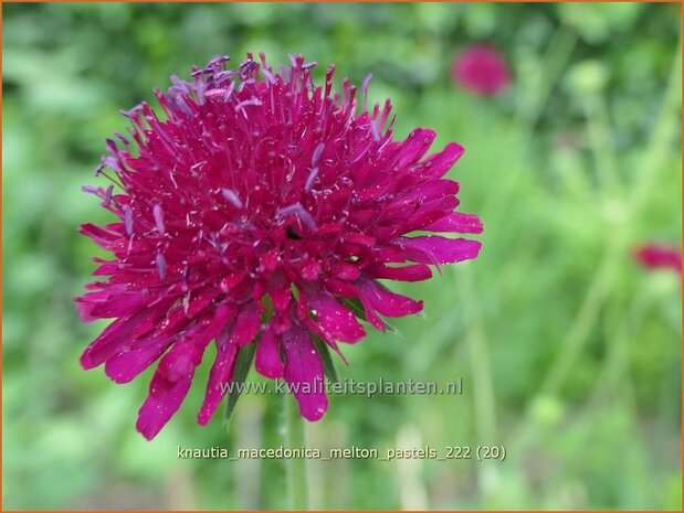 Knautia macedonica 'Melton Pastels' | Beemdkroon | Mazedonische Witwenblume | Crimson Scabious