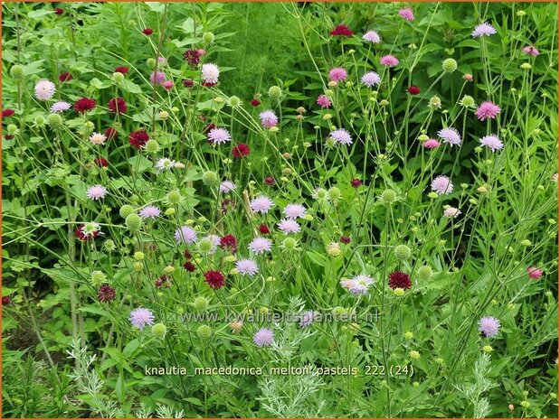 Knautia macedonica 'Melton Pastels' | Beemdkroon | Mazedonische Witwenblume | Crimson Scabious