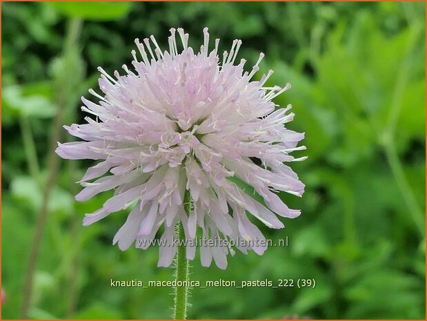 Knautia macedonica 'Melton Pastels' | Beemdkroon | Mazedonische Witwenblume | Crimson Scabious