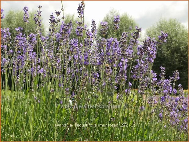 Lavandula angustifolia 'Munstead' | Echte lavendel, Gewone lavendel, Lavendel | Echter Lavendel | English Lavender