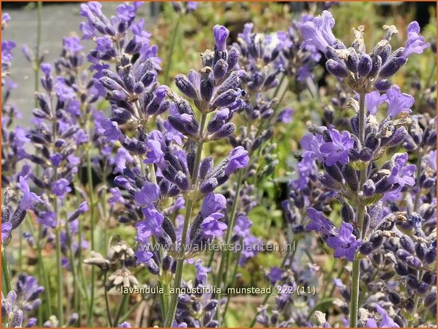 Lavandula angustifolia 'Munstead' | Echte lavendel, Gewone lavendel, Lavendel | Echter Lavendel | English Lavender