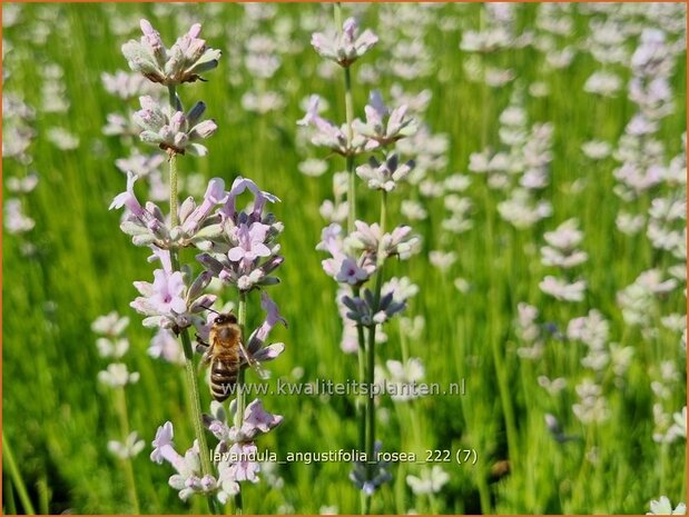 Lavandula angustifolia 'Rosea' | Echte lavendel, Gewone lavendel, Lavendel | Echter Lavendel | English Lavender