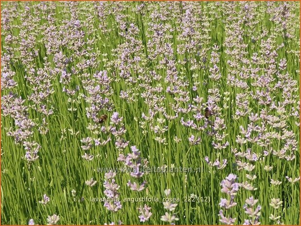 Lavandula angustifolia 'Rosea' | Echte lavendel, Gewone lavendel, Lavendel | Echter Lavendel | English Lavender
