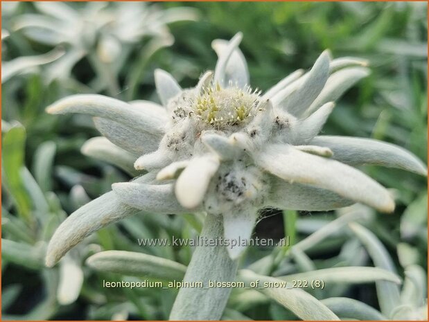 Leontopodium alpinum 'Blossom of Snow' | Alpenedelweiss, Edelweiss | Alpen-Edelwei&szlig; | Edelweiss