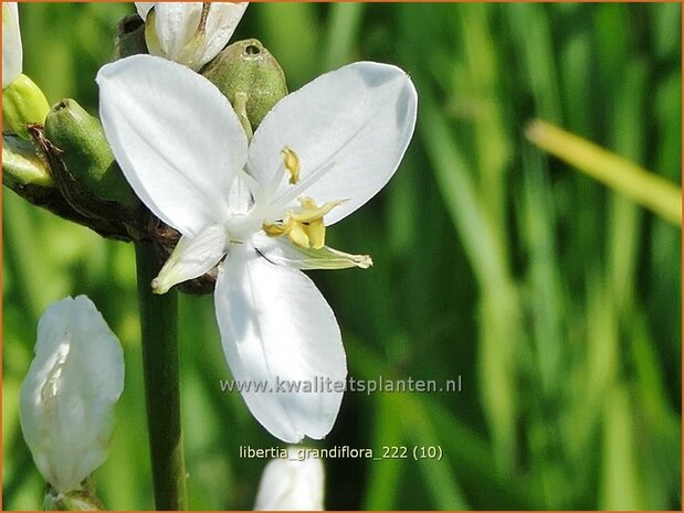 Libertia grandiflora | Nieuw-Zeelandse iris | Neuseeland Iris | New Zealand Satin Flower