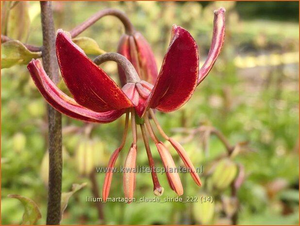 Lilium martagon 'Claude Shride' | Turkse lelie, Lelie | Türkenbund-Lilie | Martagon Lily