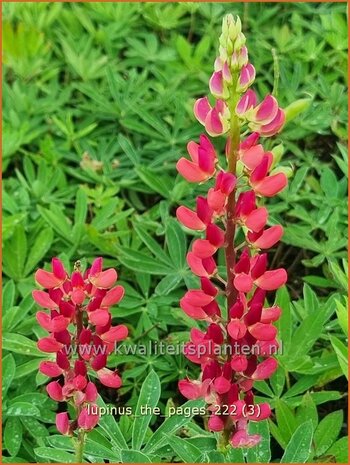 Lupinus 'The Pages' | Lupine | Lupine | Lupin