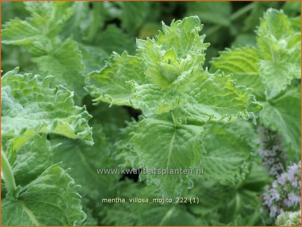 Mentha villosa 'Mojito' | Cubaanse munt, Munt | Hainminze | Mojito Mint