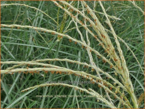 Miscanthus sinensis 'Hermann Müssel' | Chinees prachtriet, Chinees riet, Japans sierriet, Sierriet | Chinaschilf | E