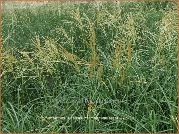 Miscanthus sinensis 'Hermann Müssel' | Chinees prachtriet, Chinees riet, Japans sierriet, Sierriet | Chinaschilf | E