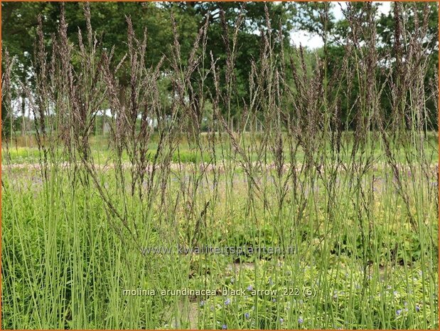 Molinia arundinacea 'Black Arrow' | Pijpenstrootje | Hohes Pfeifengras | Tall Purple Moorgrass