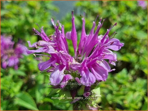 Monarda 'Bee-Pretty' | Bergamotplant, Indianennetel | Indianernessel | Beebalm