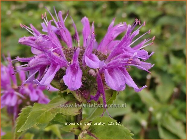 Monarda 'Bee-Pretty' | Bergamotplant, Indianennetel | Indianernessel | Beebalm