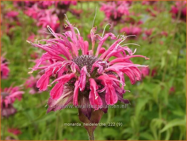 Monarda 'Heidelerche' | Bergamotplant, Indianennetel | Indianernessel | Beebalm