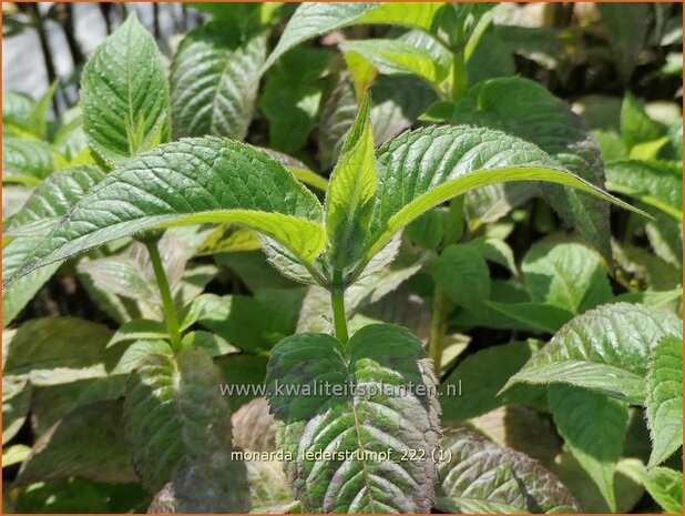 Monarda 'Lederstrumpf' | Bergamotplant, Indianennetel | Indianernessel | Beebalm