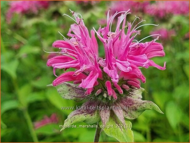 Monarda 'Marshall's Delight' | Bergamotplant, Indianennetel | Indianernessel | Beebalm