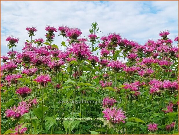 Monarda 'Marshall's Delight' | Bergamotplant, Indianennetel | Indianernessel | Beebalm