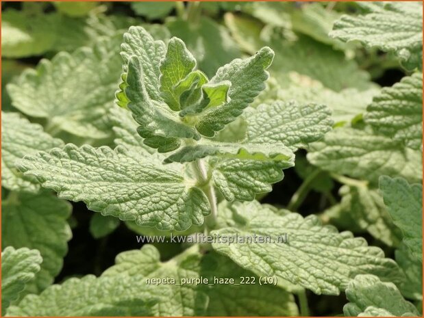 Nepeta 'Purple Haze' | Kattenkruid | Katzenminze | Catmint