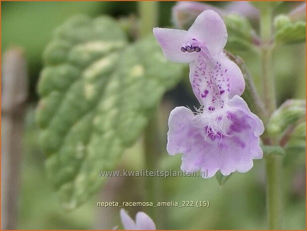Nepeta racemosa 'Amelia' | Blauw kattenkruid, Kattenkruid | Traubige Katzenminze | Persian Catmint