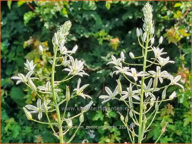 Ornithogalum ponticum 'Sochi' | Bosvogelmelk, Vogelmelk | Milchstern | Star-of-Bethlehem