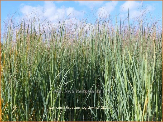 Panicum virgatum 'Northwind' | Vingergras, Parelgierst | Rutenhirse | Wand Panic Grass