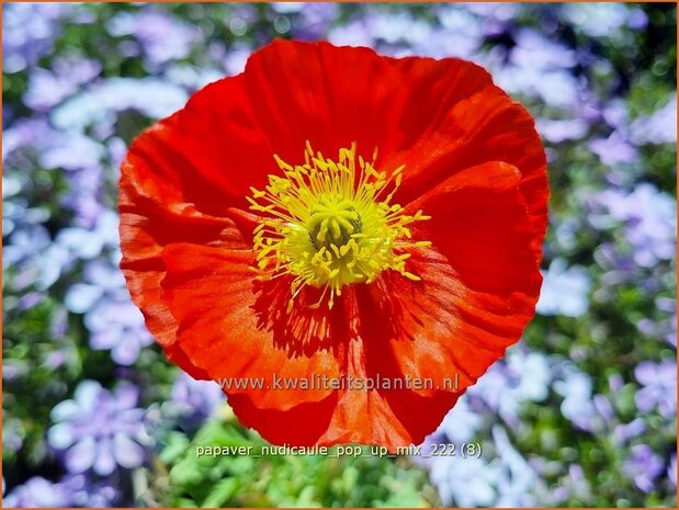 Papaver nudicaule 'Pop-up Mix' | IJslandse papaver, Papaver, Klaproos | Island-Mohn | Iceland Poppy