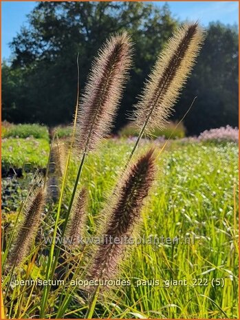 Pennisetum alopecuroides 'Pauls Giant' | Breed lampenpoetsersgras, Borstelveergras, Lampenpoetsersgras | Lampenputzer