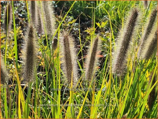 Pennisetum alopecuroides 'Pauls Giant' | Breed lampenpoetsersgras, Borstelveergras, Lampenpoetsersgras | Lampenputzer