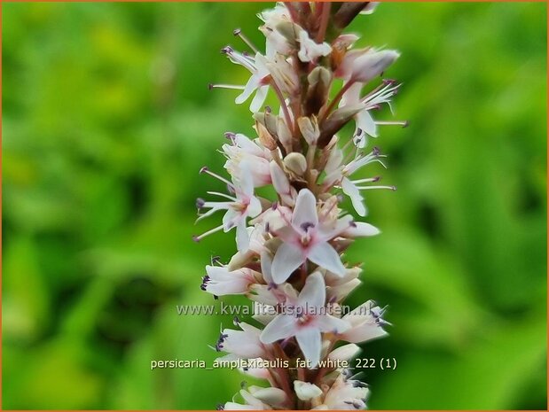 Persicaria amplexicaulis 'Fat White' | Doorgroeide duizendknoop, Adderwortel, Duizendknoop | Kerzenknöterich | Mount