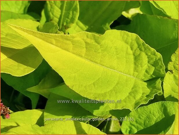 Persicaria amplexicaulis 'Golden Arrow' | Doorgroeide duizendknoop, Adderwortel, Duizendknoop | Kerzenkn&ouml;terich | Mo