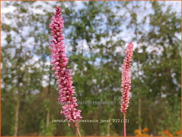 Persicaria amplexicaulis 'Jonas' | Doorgroeide duizendknoop, Adderwortel, Duizendknoop | Kerzenkn&ouml;terich | Mountain 