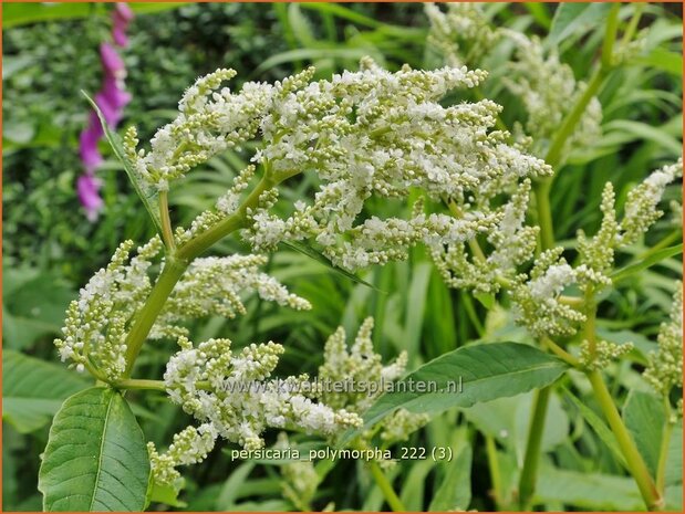 Persicaria polymorpha | Bergduizendknoop, Duizendknoop | Alpenknöterich | Giant White Fleece Flower