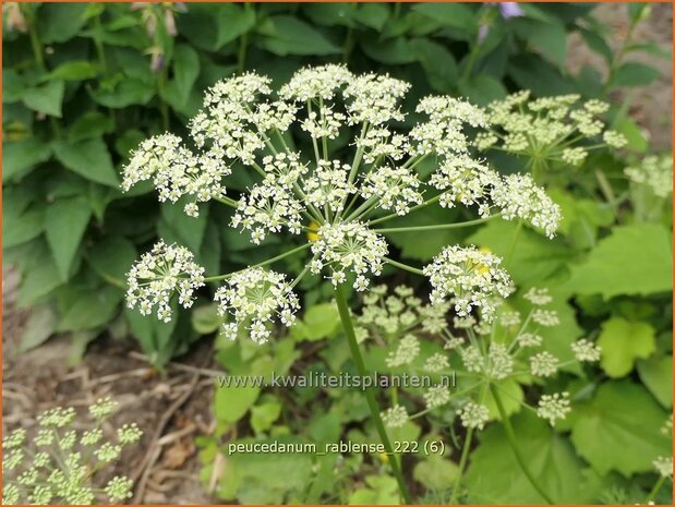 Peucedanum rablense | Varkenskervel | Haarstrang | Masterwort