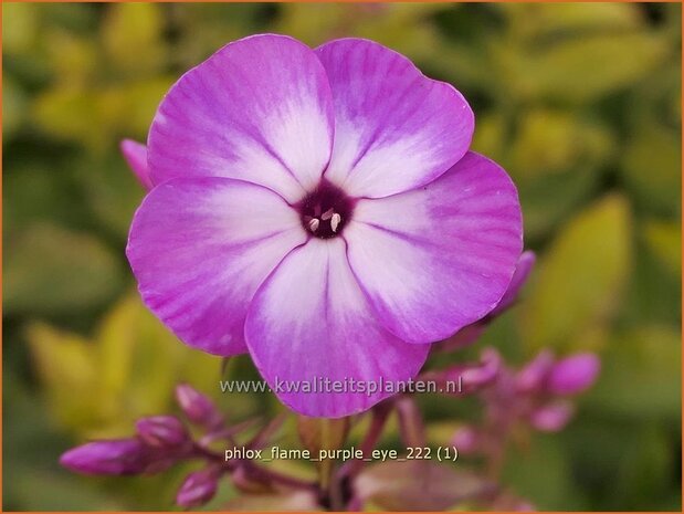 Phlox 'Flame Purple Eye' | Hoge vlambloem, Vlambloem, Flox, Floks | Hohe Flammenblume | Border Phlox