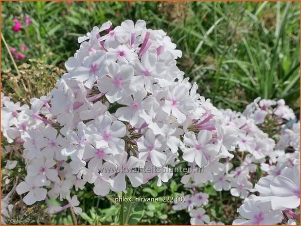 Phlox 'Nirvana' | Hoge vlambloem, Vlambloem, Flox, Floks | Hohe Flammenblume | Border Phlox