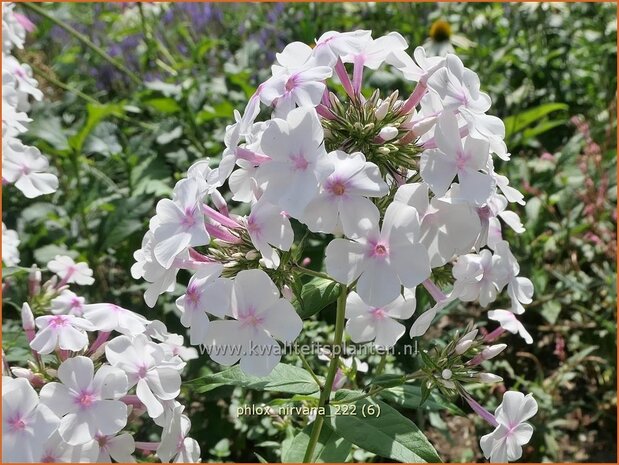 Phlox 'Nirvana' | Hoge vlambloem, Vlambloem, Flox, Floks | Hohe Flammenblume | Border Phlox