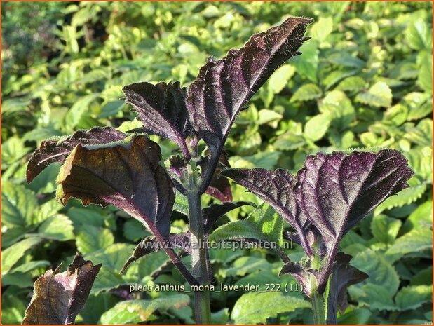Plectranthus 'Mona Lavender' | Harfenstrauch | Spurflower